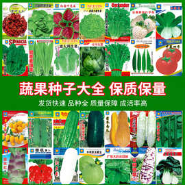 蔬菜种子批发