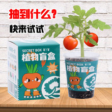 创意桌面小盆栽植物盲盒diy迷你绿植研学伴手礼摆件手工种植番茄