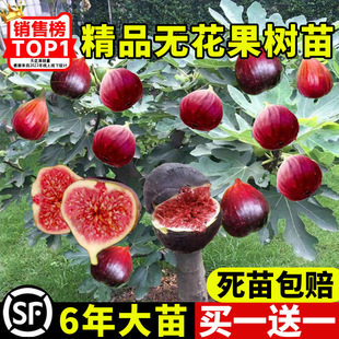 Fig Tree Fruit Seedlings Extra Large Fruit Boji Red Green Skin Fig Tree Potted Plant in the South All Year Round Planting Results in the Same Year
