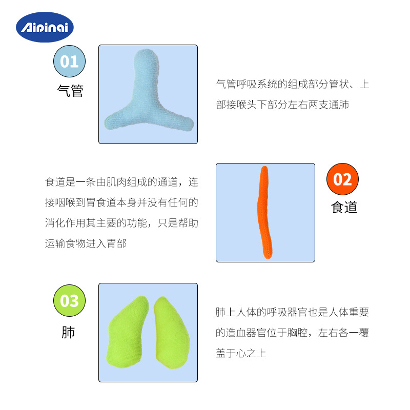 Nuevo entrenamiento de rompecabezas de estructura corporal cognitiva para niños, habilidades prácticas, cerebro, ayudas para la educación temprana de jardín de infantes, mapa de órganos