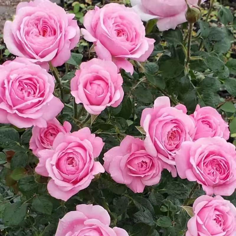 四季咲きのバラの花苗、特大の花つる苗、屋内外のバルコニー鉢植えバラ|undefined