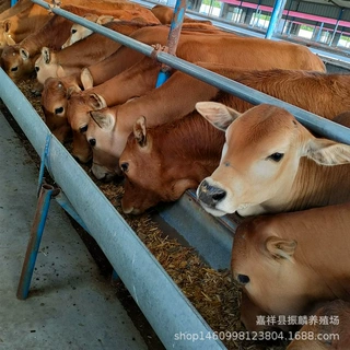 改良鲁西黄牛肉牛犊牛苗 肉牛犊养殖农村养殖鲁西黄牛价格