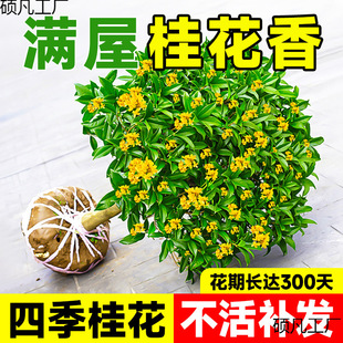 𻨘Ϙļ̨҃ڽ𵤹Gֲ޽