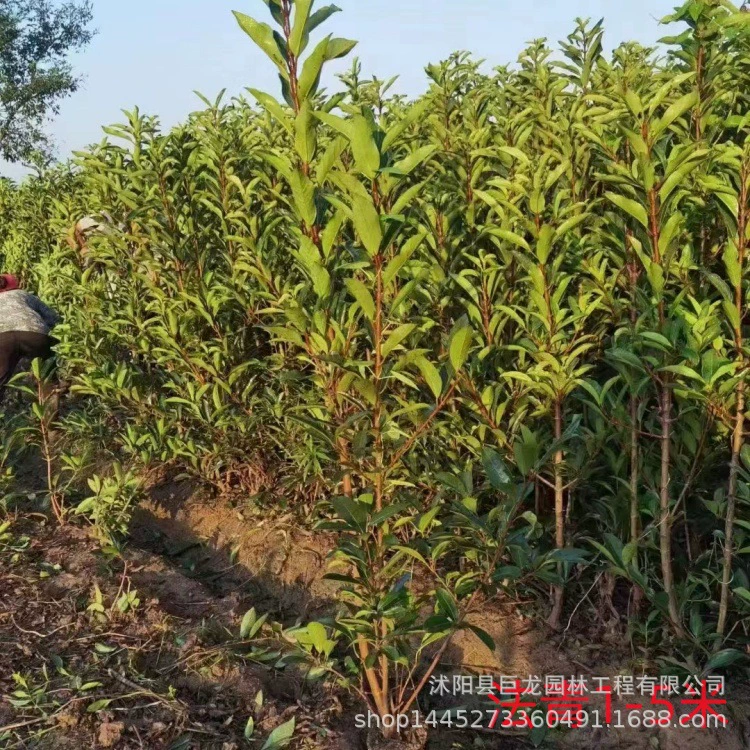 Саженцы французской холли, французская холли, саженцы холли для двора, кластерная французская холли высотой 50-350 см для посадки на высоких стенках двора.