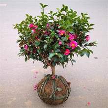 ÷򻨘eͥԺͺļGLֲɽ÷