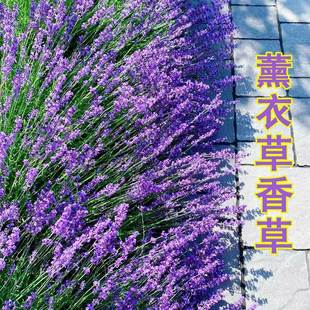 Lavender Seeds Are Sown and Bloomed in All Seasons, Indoor and Outdoor Balcony Flower Seeds, Potted Flower Plant Flower Seeds