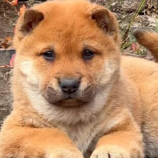 ���N���A��@Ȯ�S���������Ȯ��tȮ���F�����S�����挙�ﹷ��