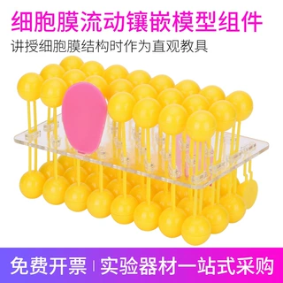 J3223细胞膜流动镶嵌模型组件 细胞膜模型 生物实验器材教学仪器