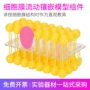 实验镶嵌组件生物模型