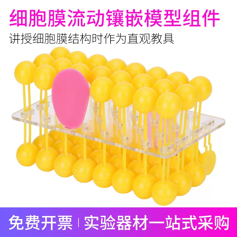 J3223细胞膜流动镶嵌模型组件 细胞膜模型 生物实验器材教学仪器