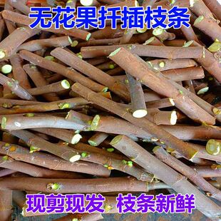 ?�o����Ǥ��֦�l������޽�֦�l������Ʒ�N�����t�o�������ļ��N