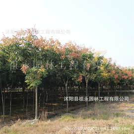 栾树黄山栾北京栾园林工程绿化苗木庭院风景占地拆迁行道树风景树