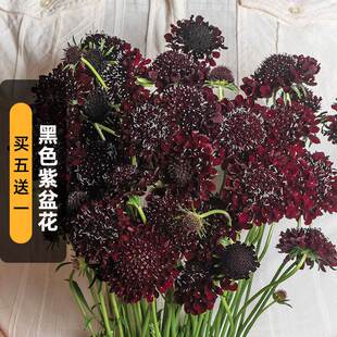 ��ɫ���軨�N��50�����л����x��݆��ջ��������̨���Դ��＾��