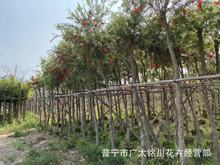 广东基地红千层移植袋苗垂枝串钱柳树苗别墅庭院绿化景观风景树苗