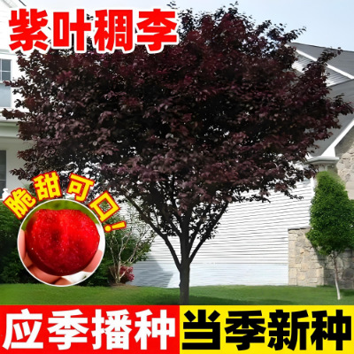 紫叶稠李种子林木种子李子树种子四季播红叶李种种子红叶稠李种子