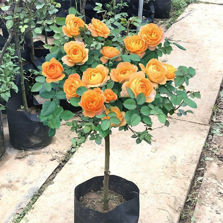 Цветок розы в горшке Розовый сок Балкон Европейская роза с бутоном Большой цветочный аромат Четыре сезона Цветочный внутренний балкон