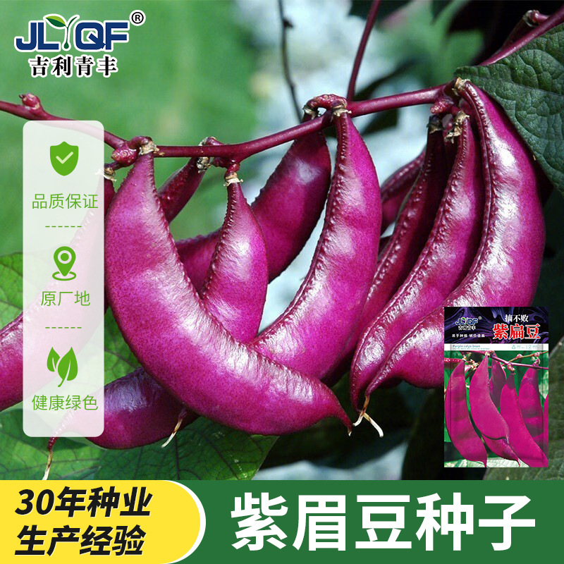 紫眉豆种子高产早熟豆角猪耳朵红紫扁豆种孑梅豆种籽爬藤蔬菜种籽
