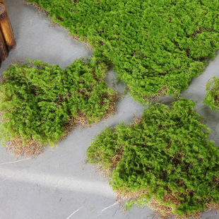 ̦�\Ƥ̦�\�K��ֲ̦�q�[��ܛ�b�쾰��ɽ��Ƥ��ƺëʯ�^����̦�\�K