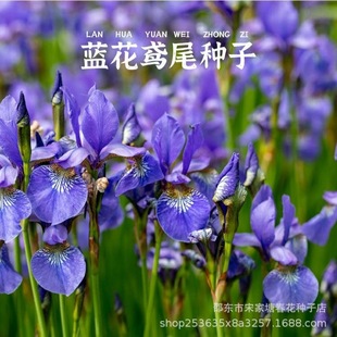 �������������޸������{���Sβ�N���͝�����S���Sβ���@�G��ֲ��