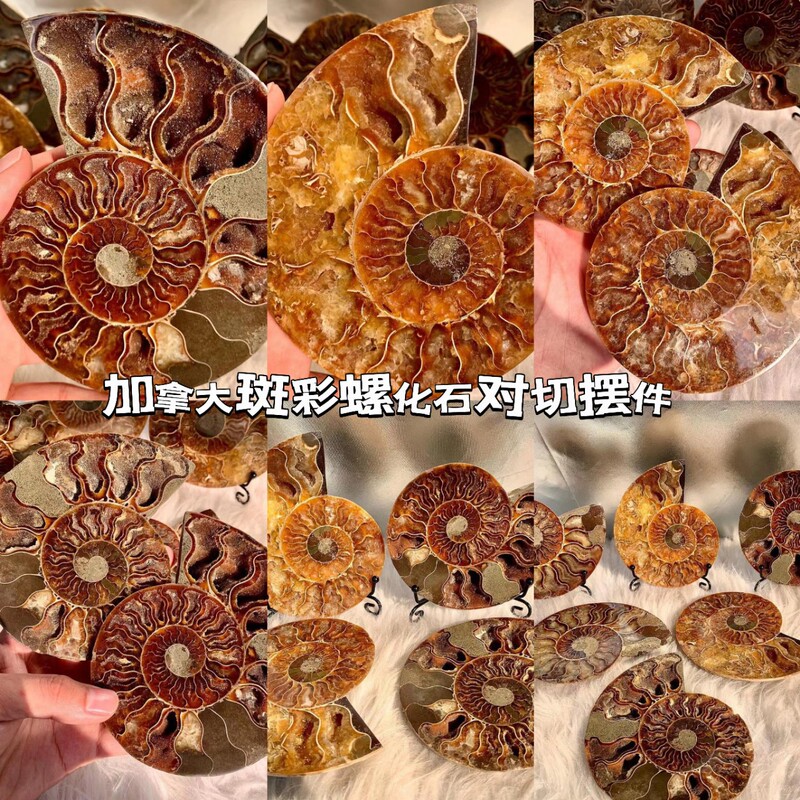 Canadian Colored Snail Fossil Pair Cutting Ornaments Manufacturer Wholesale Cross-Border Live Broadcast