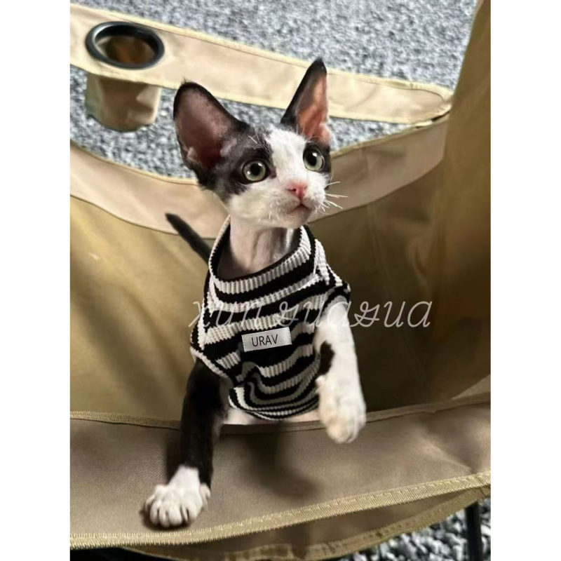Ropa de gato alemán, perritos respirables, primavera y verano, delgados, antipello, felinos sin mangas, mascotas, ropa de dos pies.