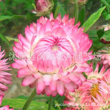 �����շN�� Ϟ�շN�Ӹ��л��ļ����Ԉ@�־G���׷Nֲ���^�G��