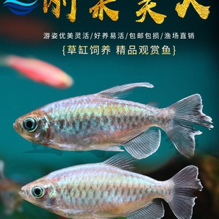 ���������~��ʺ�G��������С�ͲݸןᎧ�^�p�~��̖��ĸ������~