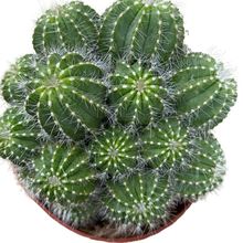 ���������Զ���ֲ����^��z���������҃���Gֲ����Ư������ݗ��