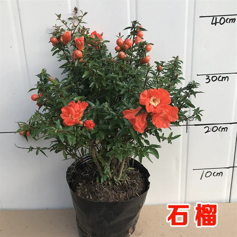 Цветок граната в горшке, декоративное плодовое растение, комнатное бонсай, четырехсезонное цветущее растение, уличный двор, балкон, зеленое растение, цветок