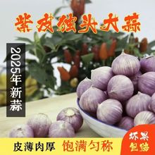 2025年产地直发独头蒜新独蒜农家晒干红皮批发价圆头独头大蒜