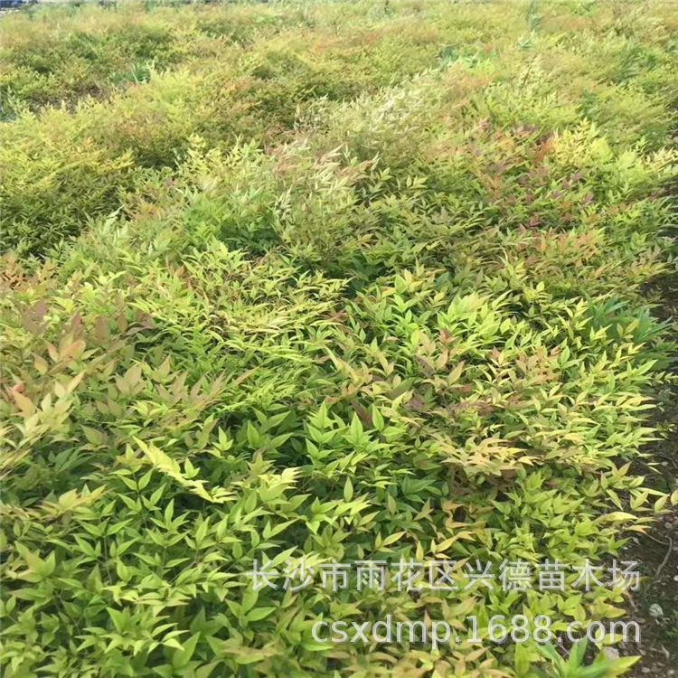 Оптовая продажа бамбука Наньтянь, комковатые саженцы бамбука Наньтянь, цветущие вечнозеленые кустарники Ланьтянь, скидки на большие объемы