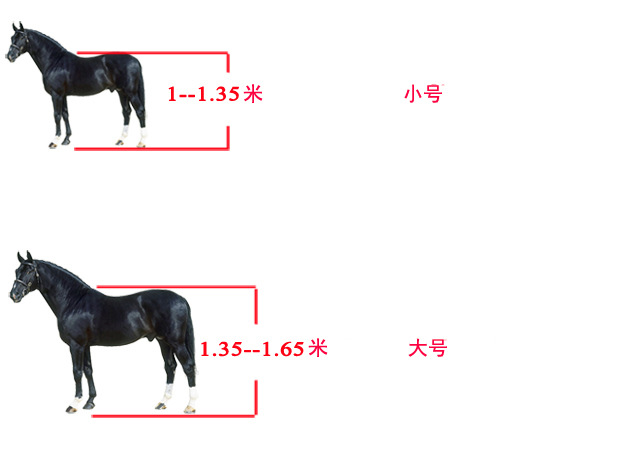 bridle size.jpg