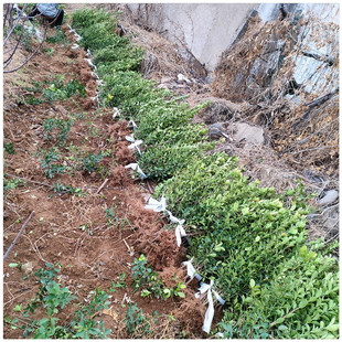 Four-Season Evergreen Hedge Seedlings, Large-Leaf Boxwood and Holly Seedlings, 10 Cm, 40 Cm, 50 Cm, 80cm Holly