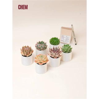 CHEM植物盒子桌面办公室居家室内好养多肉迷你小盆栽玉露带盆栽好