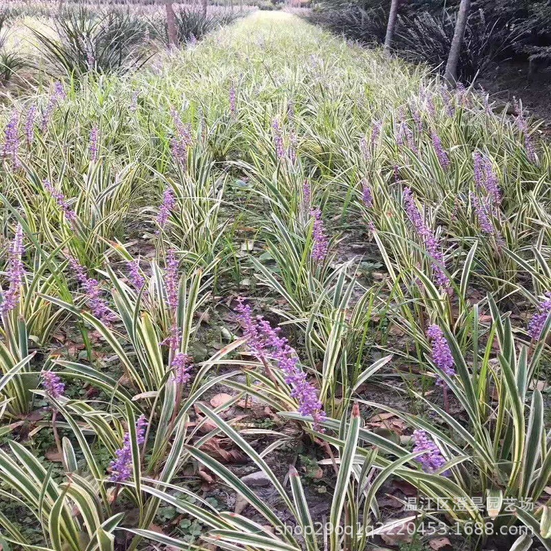 金边麦冬草苗别墅庭院草坪绿化地被草花耐阴阔叶麦冬草耐寒吉祥草