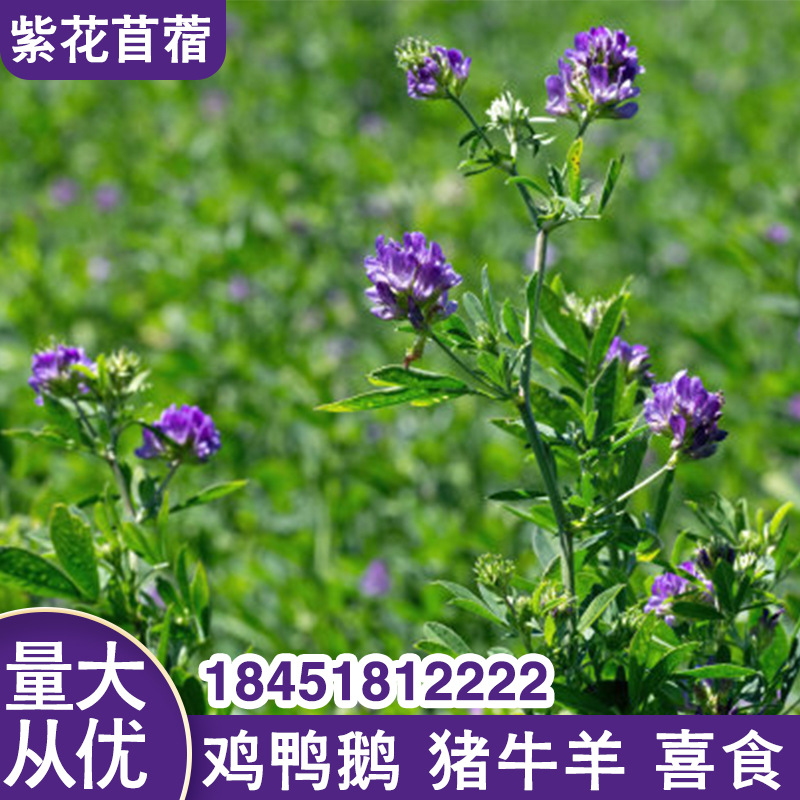 紫花苜蓿种子猪牛羊兔鱼饲料鸡鸭鹅多年生四季南方北方牧草种子