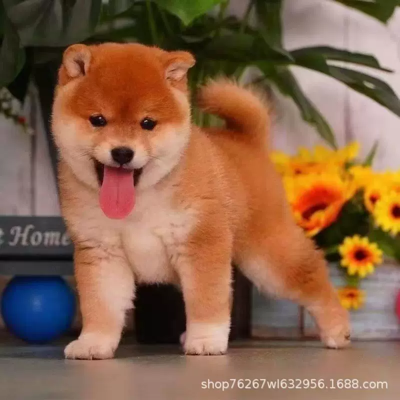 批发柴犬幼犬活体狗狗纯种日本柴犬豆柴秋田犬小型犬宠物犬宠物狗