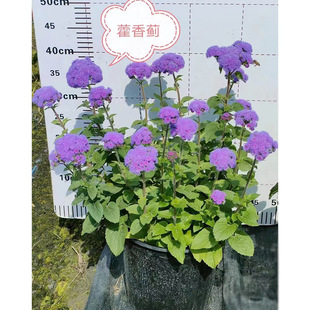 ޽���E2�Ӂ����Ի��� �����E �ټt�Eһ֦�� �ɶ��@�־G������ֲ��