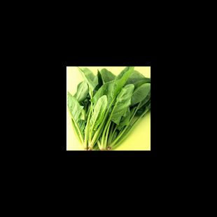 Seeds/Garden Planting Cold-Resistant Large-Leaf Spinach Seeds Balcony Vegetable Organic Vegetables Balcony Vegetable Planting