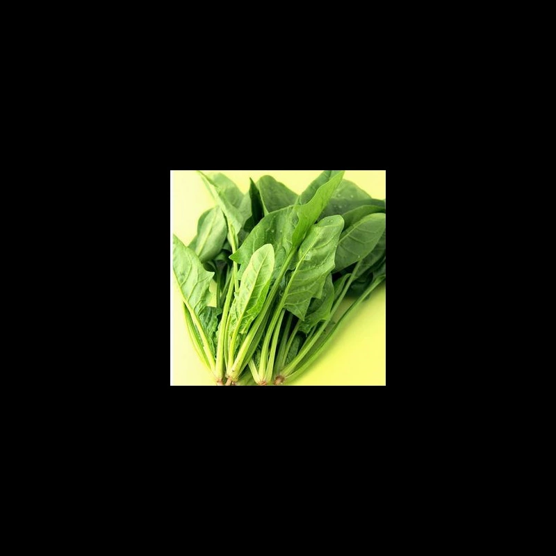 Семена/садовые посадки, морозостойкие семена крупнолистового шпината, балконные овощи, органические овощи, посадка балконных овощей