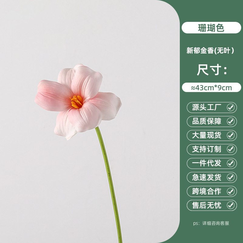 Coral new Tulip (no leaves