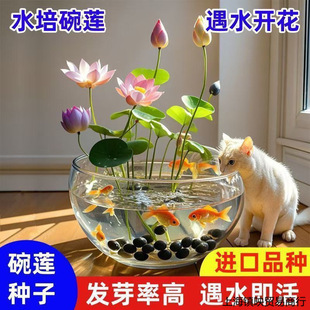 ߲ļ_˯ɏɏNˮ˾GֲoԺɻɏˮBɃ