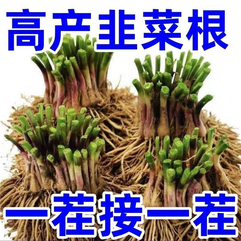 Authentic Wide-Leaf Leek with Red and Purple Roots, Fresh Fragrant Leek Seedlings, Large-Leaf Leek with Red Roots, Suitable for Year-Round Balcony Pot Planting