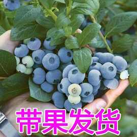 特大蓝莓树果苗盆栽地栽果苗带果带花南北方种植兔眼绿宝石果树苗