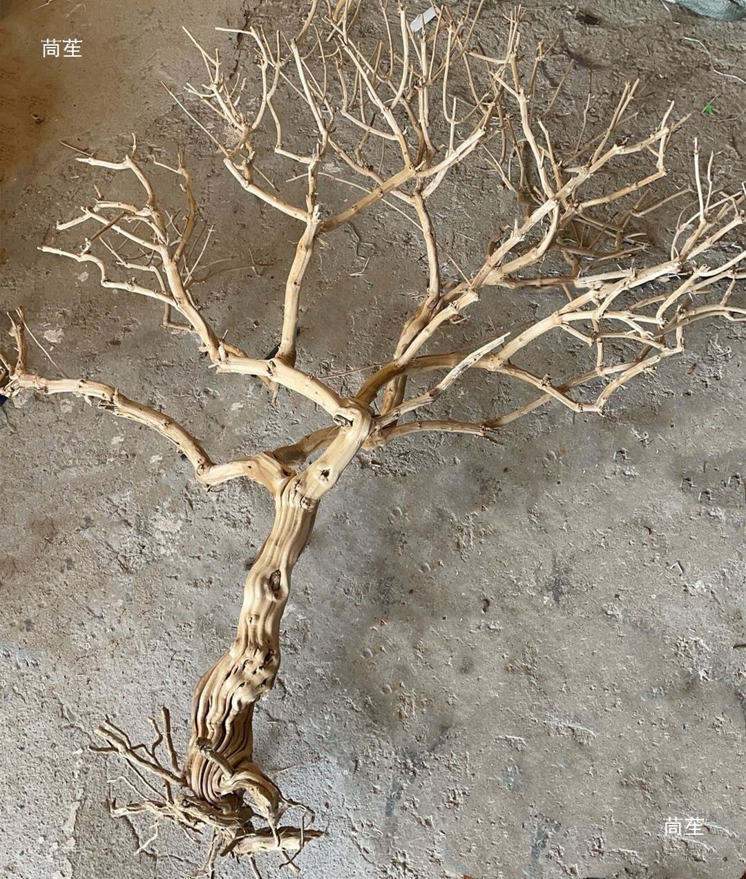 枝杆龙脖树根歪树树枝枯树装饰树干去皮造型造景金银花树骨干霸王