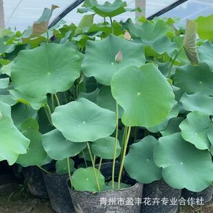 Large Lotus Root Seedlings, Potted Lotus Root Seedlings, Hydroponic Ornamental Lotus Seedlings, Lotus Root Aquatic Plants That Bloom in the Same Year