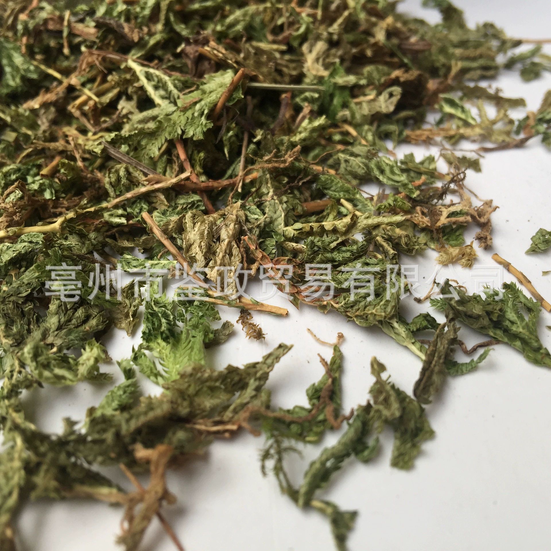 Shi Shang Bai Dried Selaginella Whole Herb 500g Traditional Chinese Herbal Tea Ingredient quality and texture