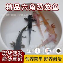 六角恐龙鱼活体小火龙鱼冷水墨西哥宠物鱼好养不打氧蝾螈小火龙