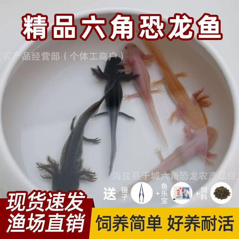 六角恐龙鱼活体小火龙鱼冷水墨西哥宠物鱼好养不打氧蝾螈小火龙