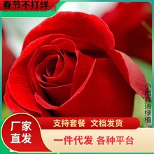 һ�����l��tɫõ�廨�������Ϙ����_���̨ͥԺ�ش󻨝����ļ��_